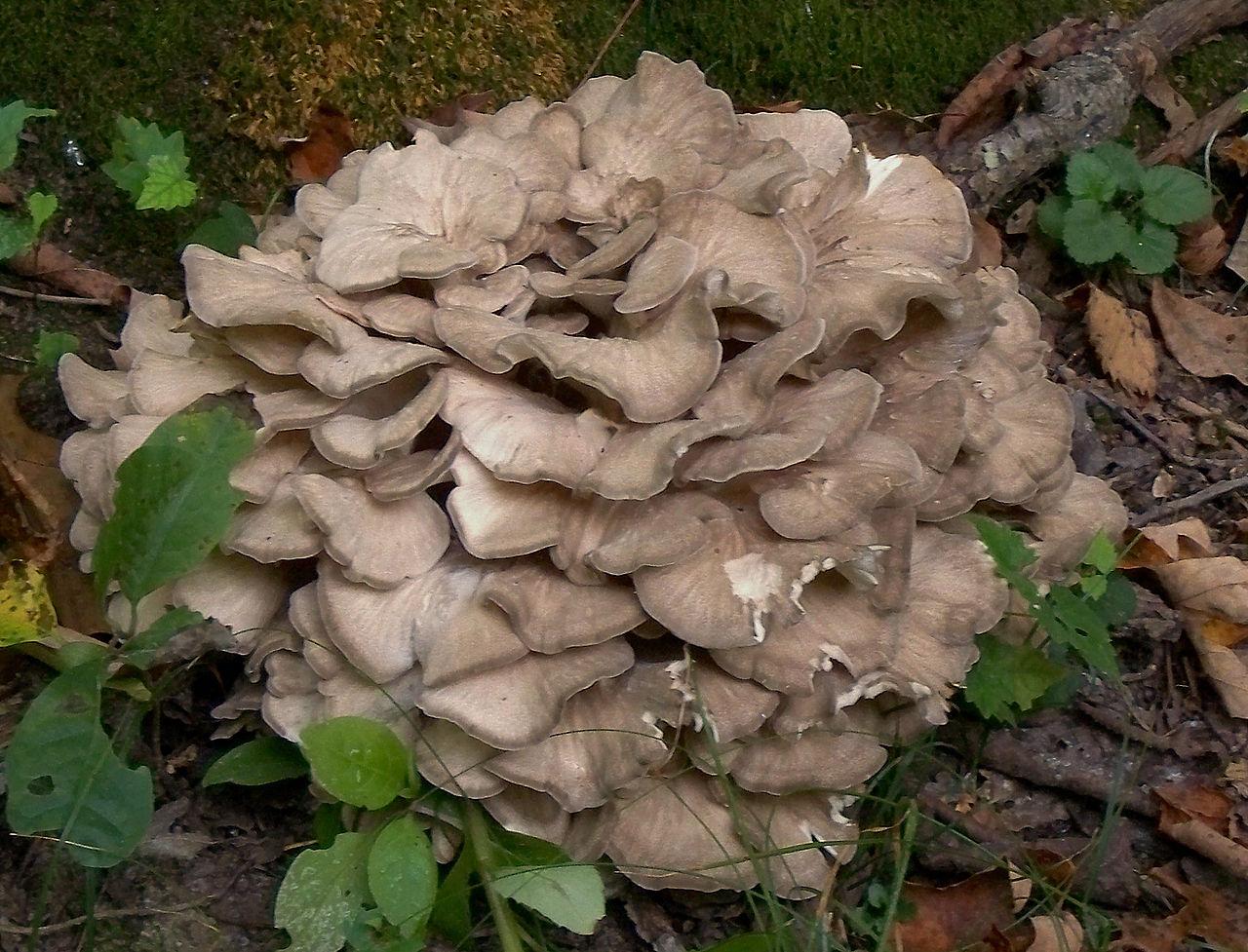 maitake gomba
