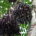 Az antioxidánsok bajnoka, avagy az Acai bogyó