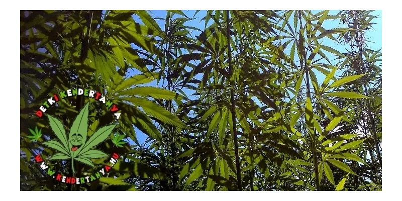 Kender pestóban és chili szószban – Megérkeztek a Kendertanya termékei! 