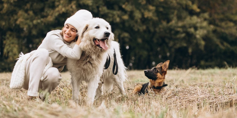 A kutyáknak rendszeresen adott CBD csökkenti az agressziót