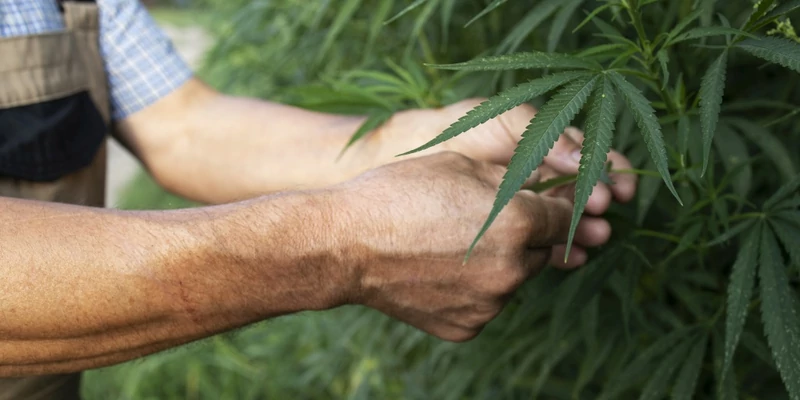 Mit adna nekünk az 1% THC-arányban maximalizált ipari kender?