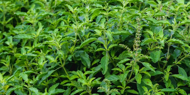 Higgadt koncentráció – A Tulsi és a Gotu Kola együttes ereje